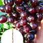 Виноград столовый "Подарок Несветая" (укорененный саженец в контейнере)