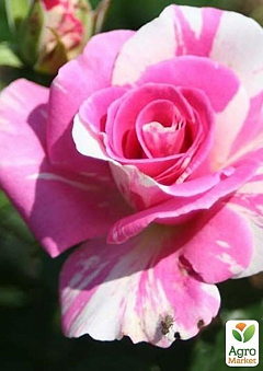 Троянда флорибунда "Krasotka Mary"2