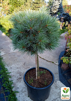 Сосна на штамбе "Хагоромо сидлинг" (Pinus parviflora "Hagoromo Seedling") С2, высота от 30-50см26