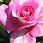 Троянда флорибунда "Krasotka Mary"