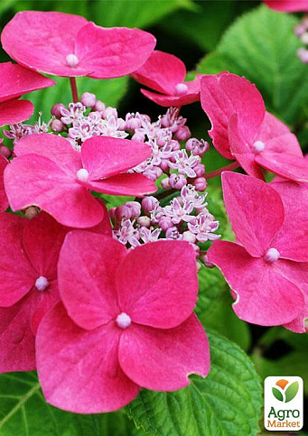 Гортензія крупнолиста темно-малинова "Малинівка" (Rotkehlchen) - фото 5