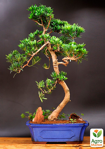 Бонсай "Podocarpus" высота 25-35см