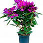 LMTD Рододендрон гібридний квітучий 5-річний "Marcel Menard" (висота 60-70см) цена