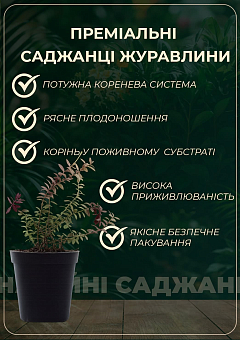 Журавлина "Бен Лір" (Ben Lear) (ранній термін дозрівання, високоврожайний сорт)28