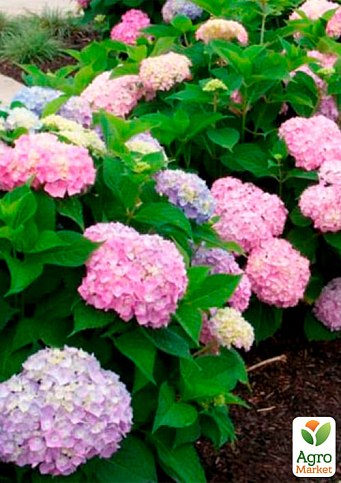 Гортензия крупнолистная голубая "Бесконечное лето" (Endless Summer) - фото 5