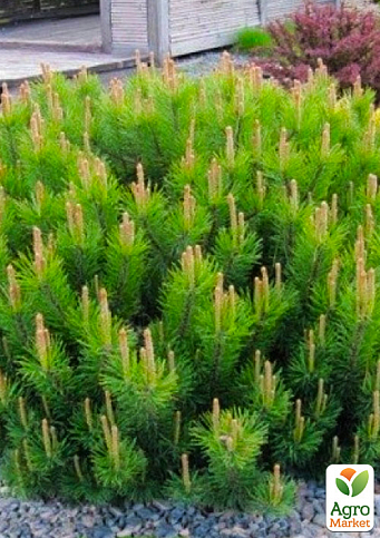 Сосна горная "Мугус" (Pinus mugo Mughus) С3, высота 20-30см - фото 3