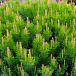 Сосна гірська «Мугус» (Pinus mugo Mughus) S3, висота 20-30см цена
