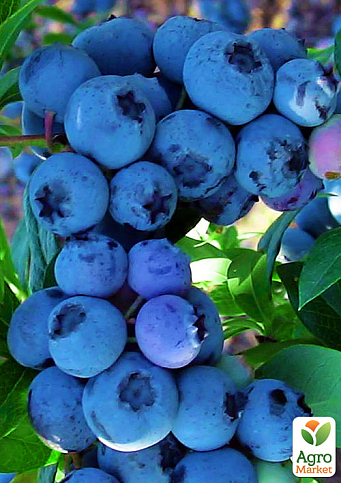 Голубика (черника садовая) "Бонус" (среднепоздний срок созревания) - фото 5