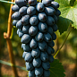Виноград "Декабрьский" (средний срок созревания, долго хранится)