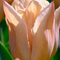 Тюльпан "Apricot Copex" 