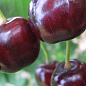 Вишня "Белдвин" (летний сорт, ранний срок созревания)