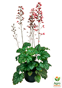 Гейхера (Heuchera) "Paris" С1 (высота 15-30см)7