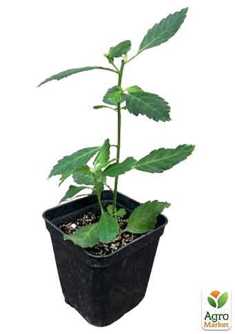 Турнера дифуза (Turnera Diffusa) екзотична кімнатна рослина - фото 2