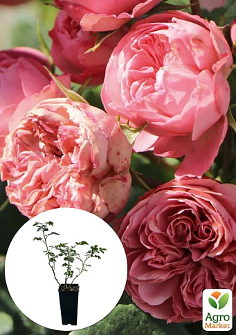 Роза флорибунда "Плейфул Рококо" в контейнере, высший сорт