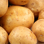 Насіннєвий среднеранний картопля "Сагітта" (на жарку, 1 репродукція) 1кг