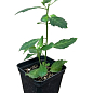 Турнера дифуза (Turnera Diffusa) екзотична кімнатна рослина купить