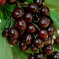 Черешня "Мулатка"