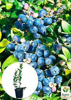 Голубика (черника садовая) ранняя "Фиолент" (высокоурожайный и болезнеустойчивый сорт)1