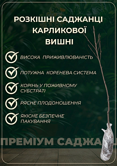 Ексклюзив! Вишня карликова куляста темно-червона "Зустріч" (Meeting) (преміальний великоплідний середньостиглий сорт)7