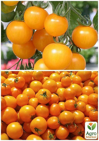 На развес Томат "Золотая королева" ТМ "Весна" цена за 1г - фото 4