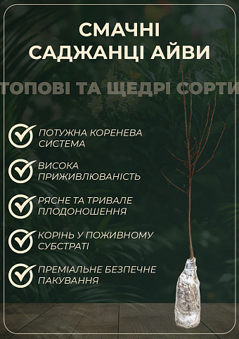 Айва грушевидная "Берецкий" (осенний сорт, средний срок созревания) - фото 2