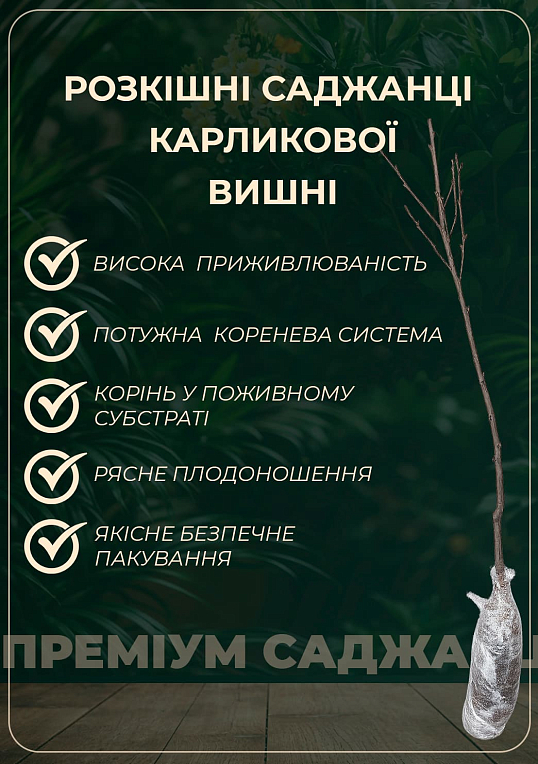 Эксклюзив! Вишня карликовая шаровидная темно-красная "Встреча" (Meeting) (премиальный крупноплодный среднеспелый сорт) - фото 2