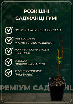 Гуми серебристолистный "Крильон" 3