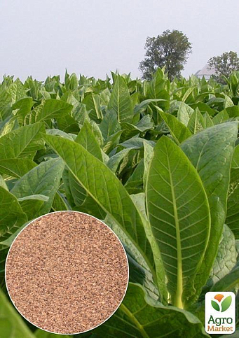 На развес семена Табак курительный "Вирджиния" ТМ "Весна" цена за 1г