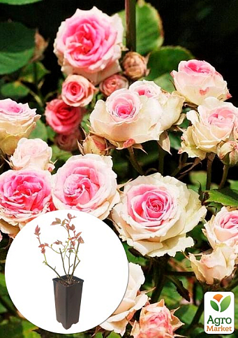 Троянда бордюрна "Мімі Еден" у контейнері, вищий сорт