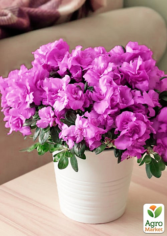 Рододендрон кімнатний "Flamenco" - фото 5