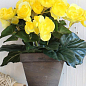 Бегонія махрова "Жовта" 1 шт