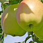 Яблоня "Пепинка золотая" (зимний сорт) цена
