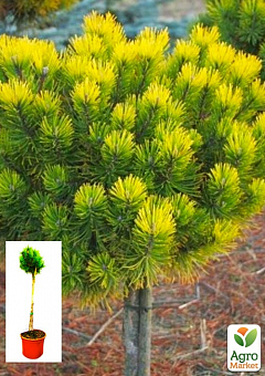 Сосна горная на штамбе "Офир" (Pinus mugo "Ophir") С2, высота от 30-50см2