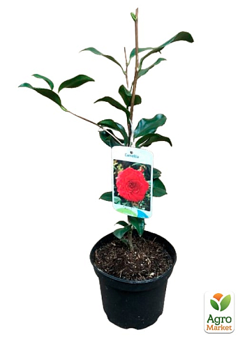 LMTD Камелия японская 2-х летняя "Lady Campbell" (высота 35-45см) - фото 9