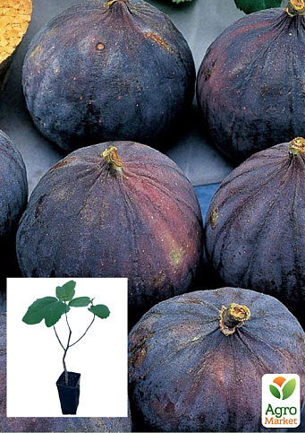 Інжир "Брожіотто Неро" саджанець 2 роки (ремонтантний, великоплідний сорт, середній термін дозрівання)