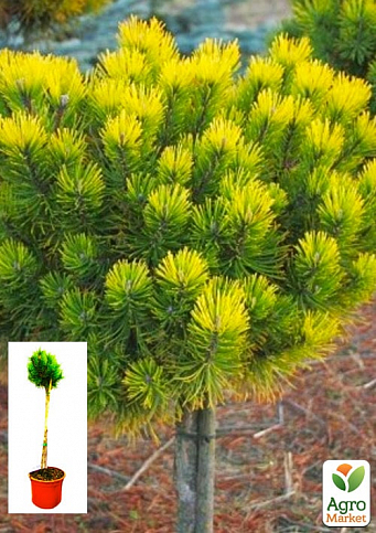 Сосна гірська на штамбі "Офір" (Pinus mugo "Ophir") С2, висота від 30-50см