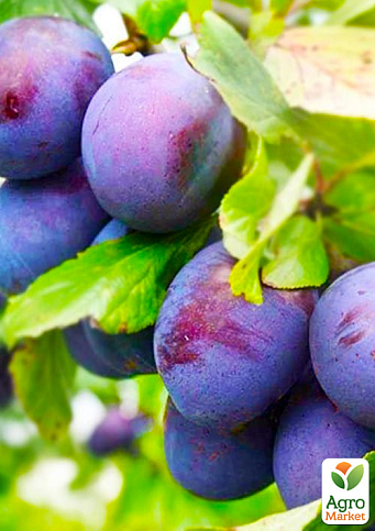Ексклюзив! Слива бордова з синім відтінком "Заповітна мрія" (Cherished dream) (преміальний, високоврожайний, дуже солодкий сорт)