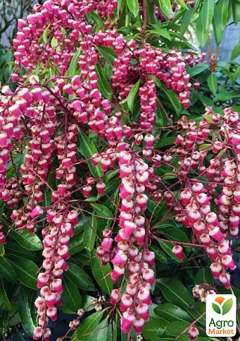 Пиерис японский 2-х летний "Valley Valentine" вазон С1.5