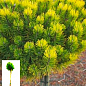 Сосна горная на штамбе "Офир" (Pinus mugo "Ophir") С2, высота от 30-50см