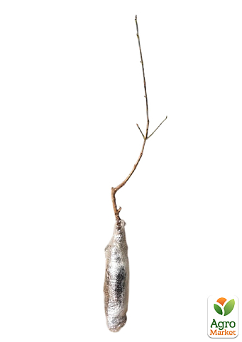 Кизил щеплений "Elegant" саджанець 2 роки (ранній термін дозрівання, високостійкий до морозів) - фото 4