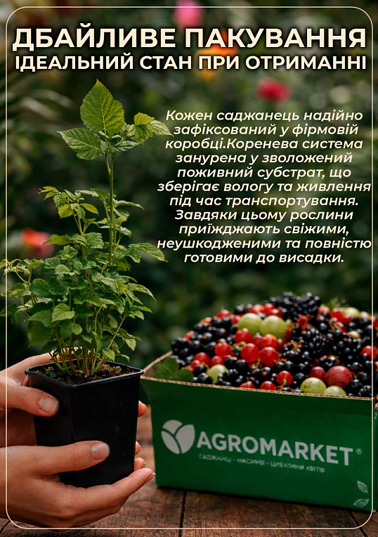 Смородина чорна "Орес" укорінена в контейнері (ранній термін дозрівання)