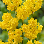 Нарцис "Golden Deilicious" (багатоквітковий)