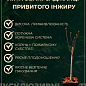 LMTD Инжир 10и летний привитой "Carica" (высота 150-180см)