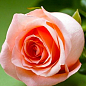 Роза чайно-гибридная "Ангажемент" (саженец класса АА+) высший сорт цена
