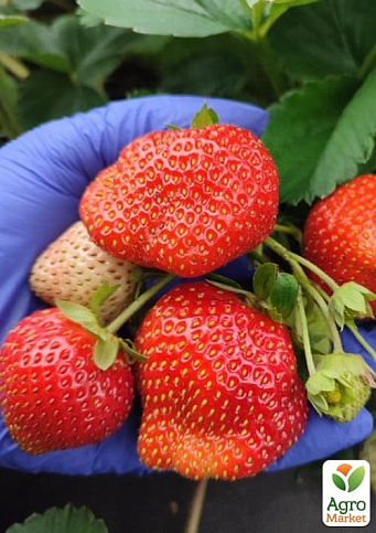 Клубника садовая ремонтантная "Ania" укорененная в контейнере - фото 5