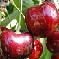 Черешня "Ванда" (летний сорт, ранний срок созревания)