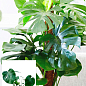 Монстера "Deliciosa" (45-60см)