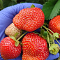 Клубника садовая ремонтантная "Ania" укорененная в контейнере