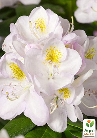 Рододендрон "Gomer Waterer" вазон Р13