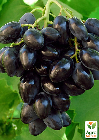 Виноград "Ромбик" (ультраранній, великий, солодкий, морозостійкий) 1 саджанець в упаковці 